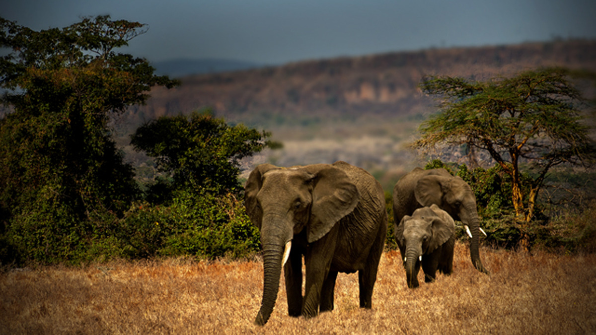 Elephant Family